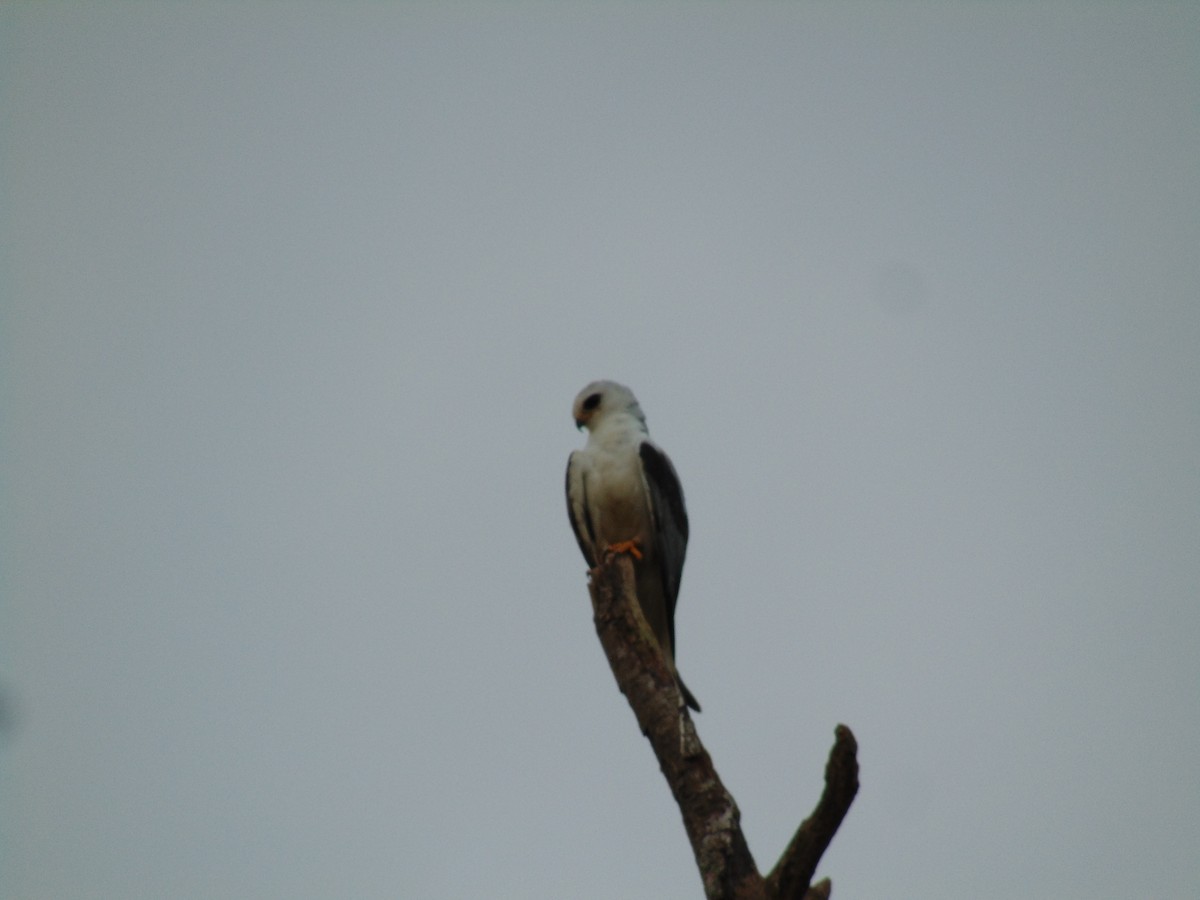 White-tailed Kite - Lance d'Ar