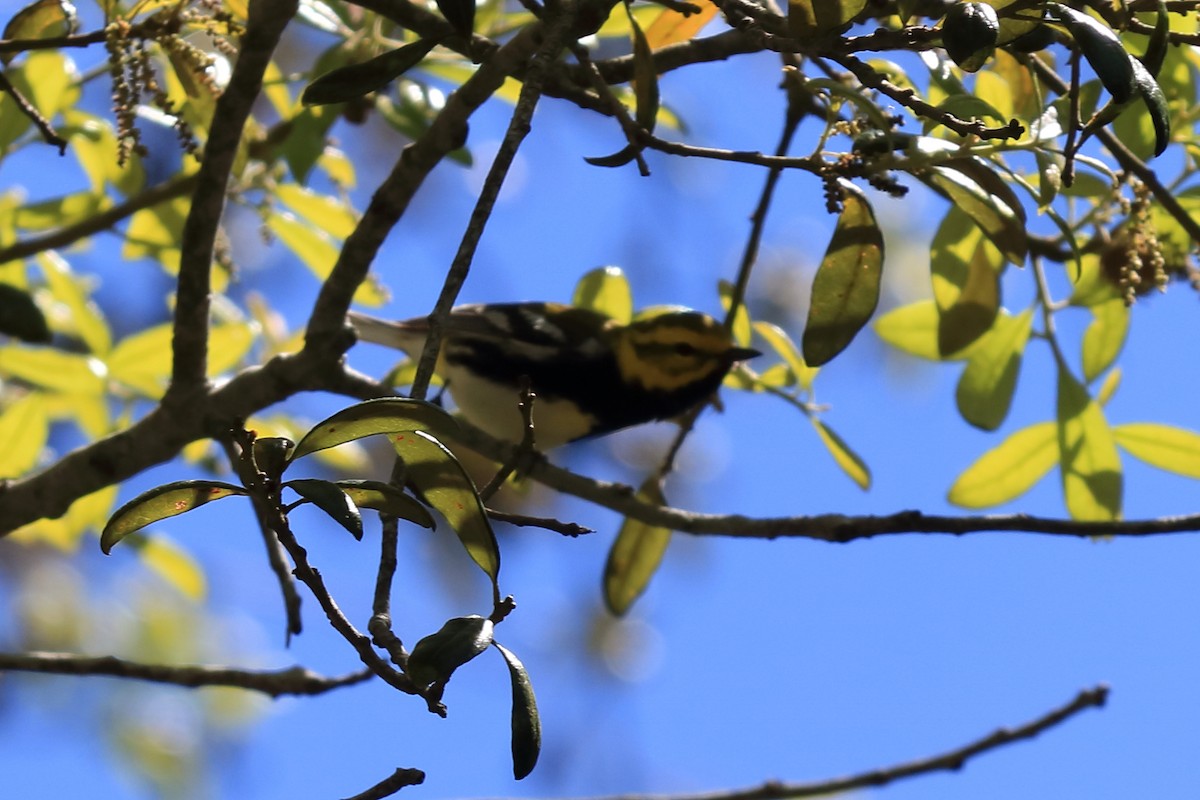 Black-throated Green Warbler - Alta Tanner