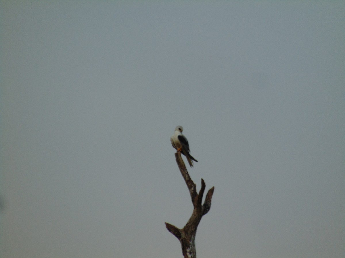 White-tailed Kite - ML152561251
