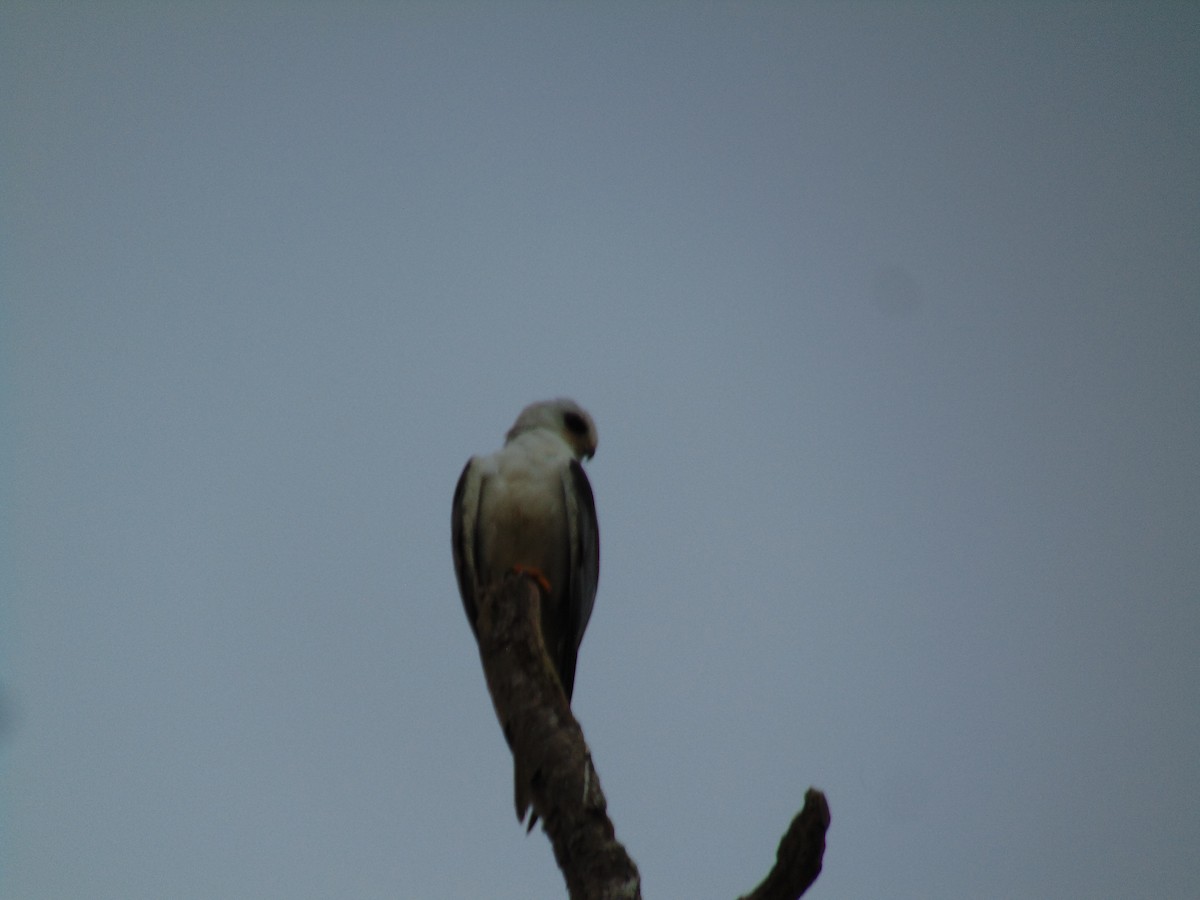 White-tailed Kite - Lance d'Ar