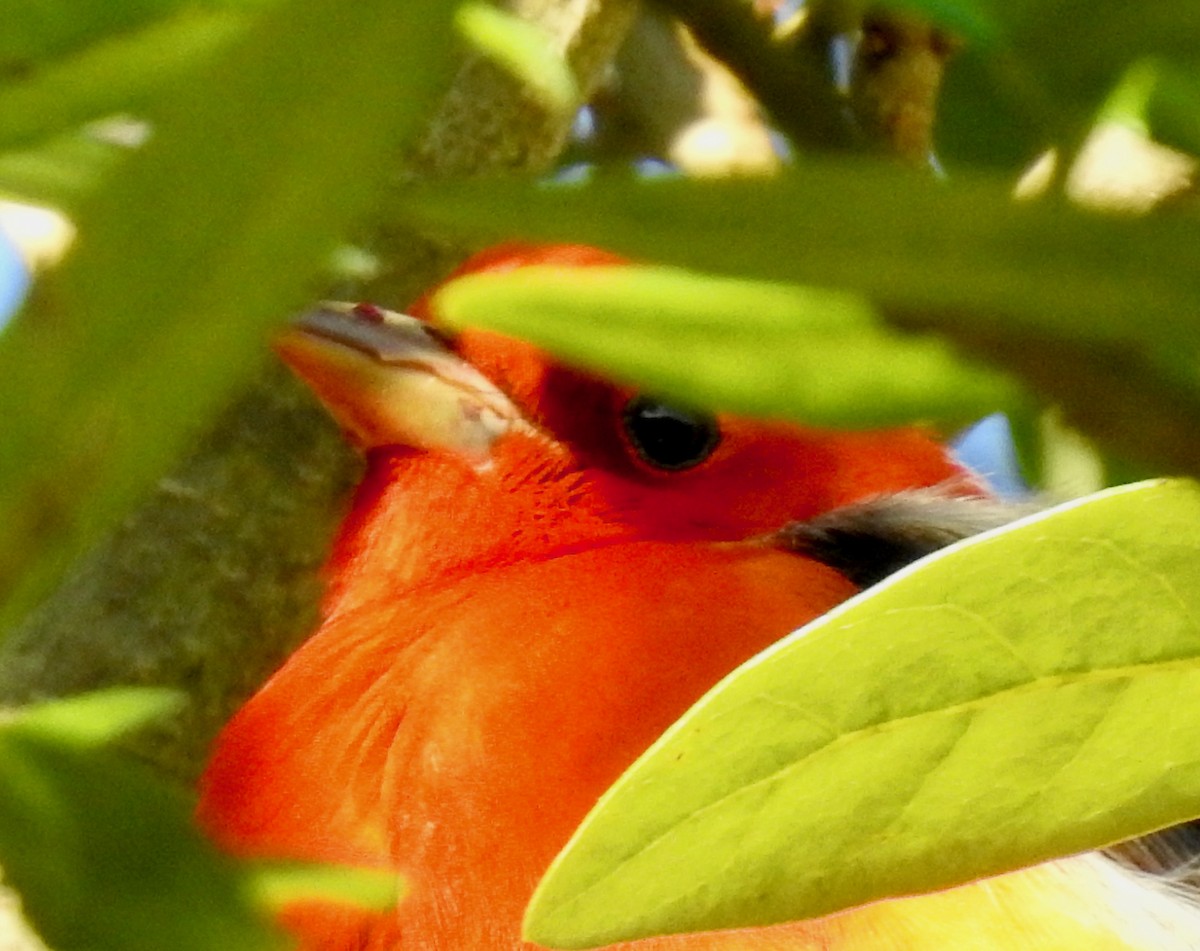 Scarlet Tanager - ML152561601
