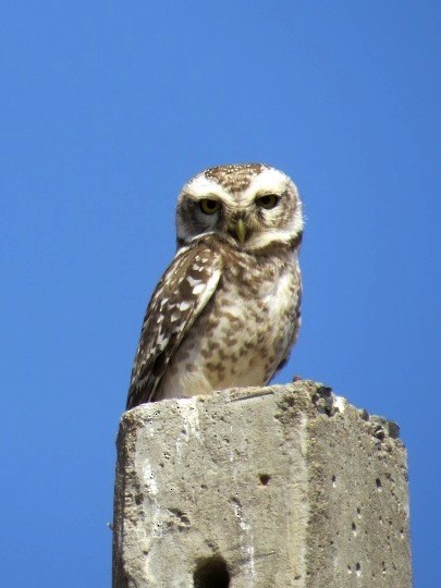 Spotted Owlet - Mark Smiles