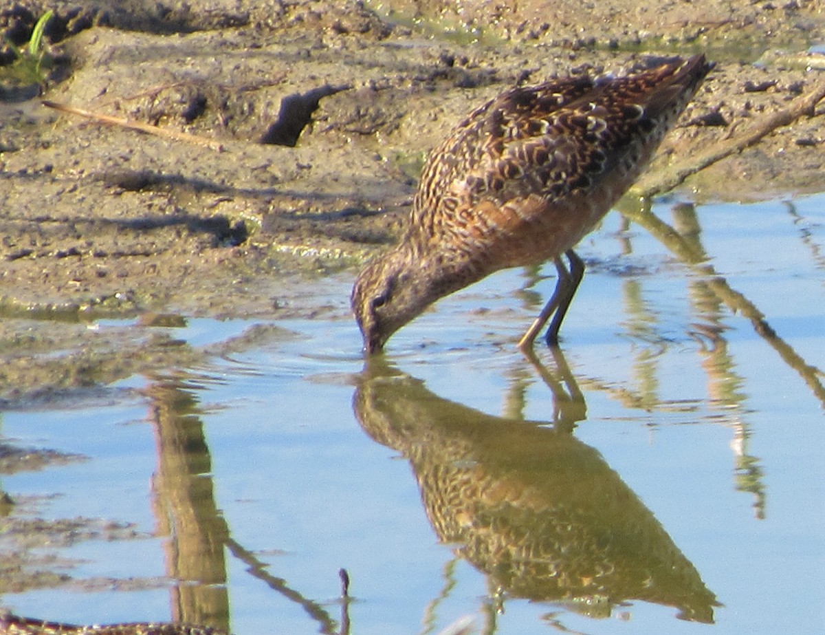 Long-billed Dowitcher - ML152562761