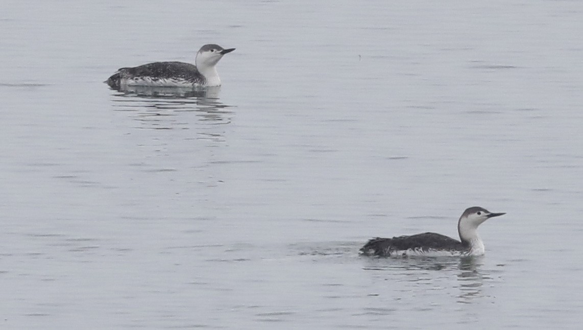 Red-throated Loon - ML152564511