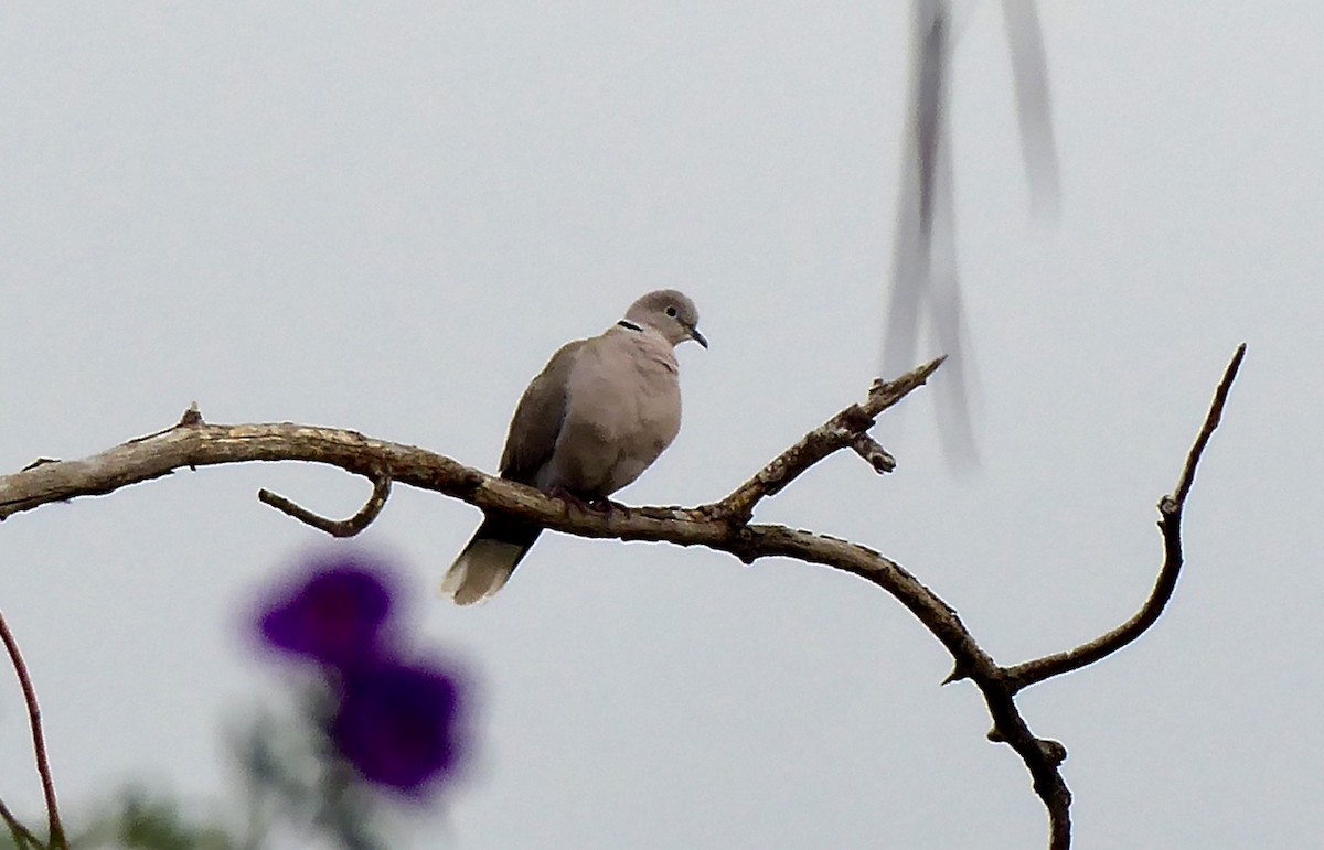 Eurasian Collared-Dove - Karen Hay