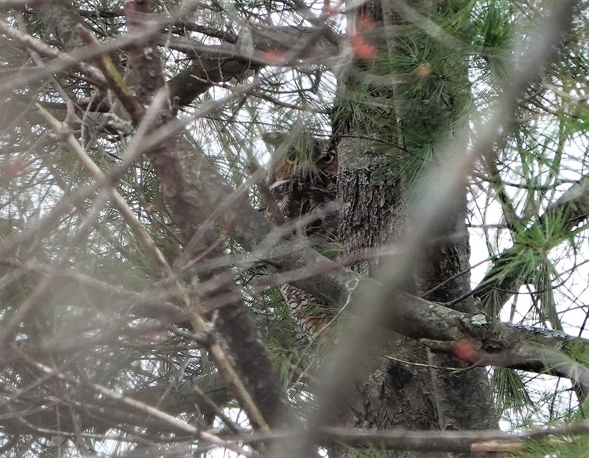 Great Horned Owl - ML152565071