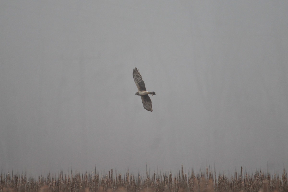 Northern Harrier - Patrick Sysiong