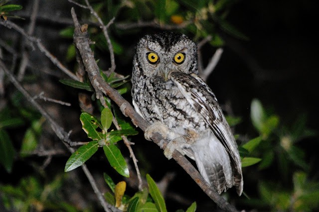 Whiskered Screech-Owl - Caleb Strand