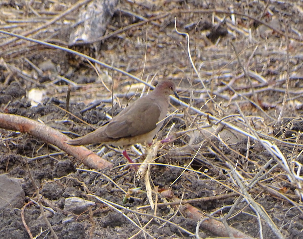 White-tipped Dove - Alfonso Auerbach