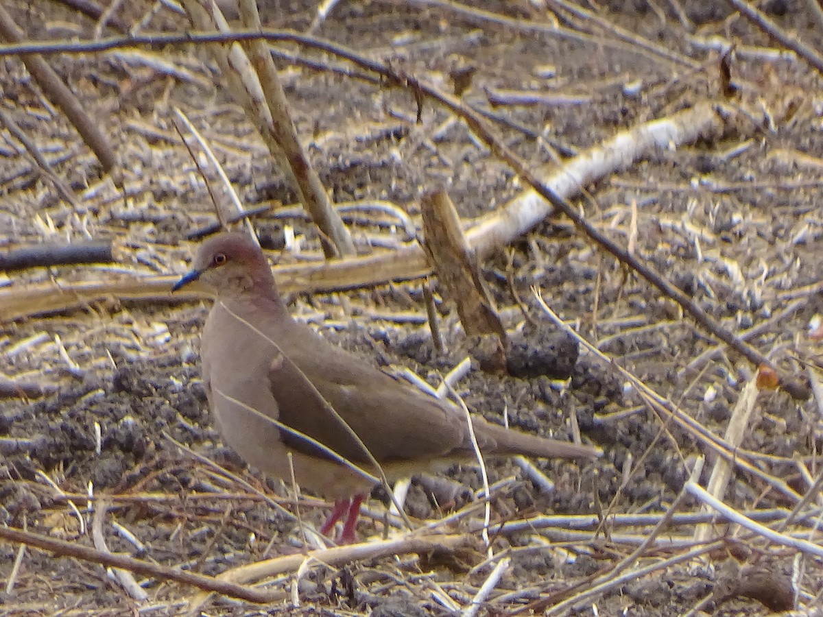 White-tipped Dove - Alfonso Auerbach