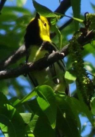 Black-throated Green Warbler - Cathy Olson
