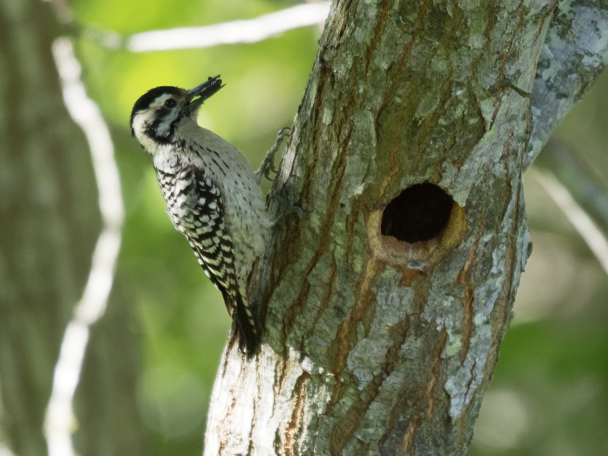Ladder-backed Woodpecker - Dina Perry