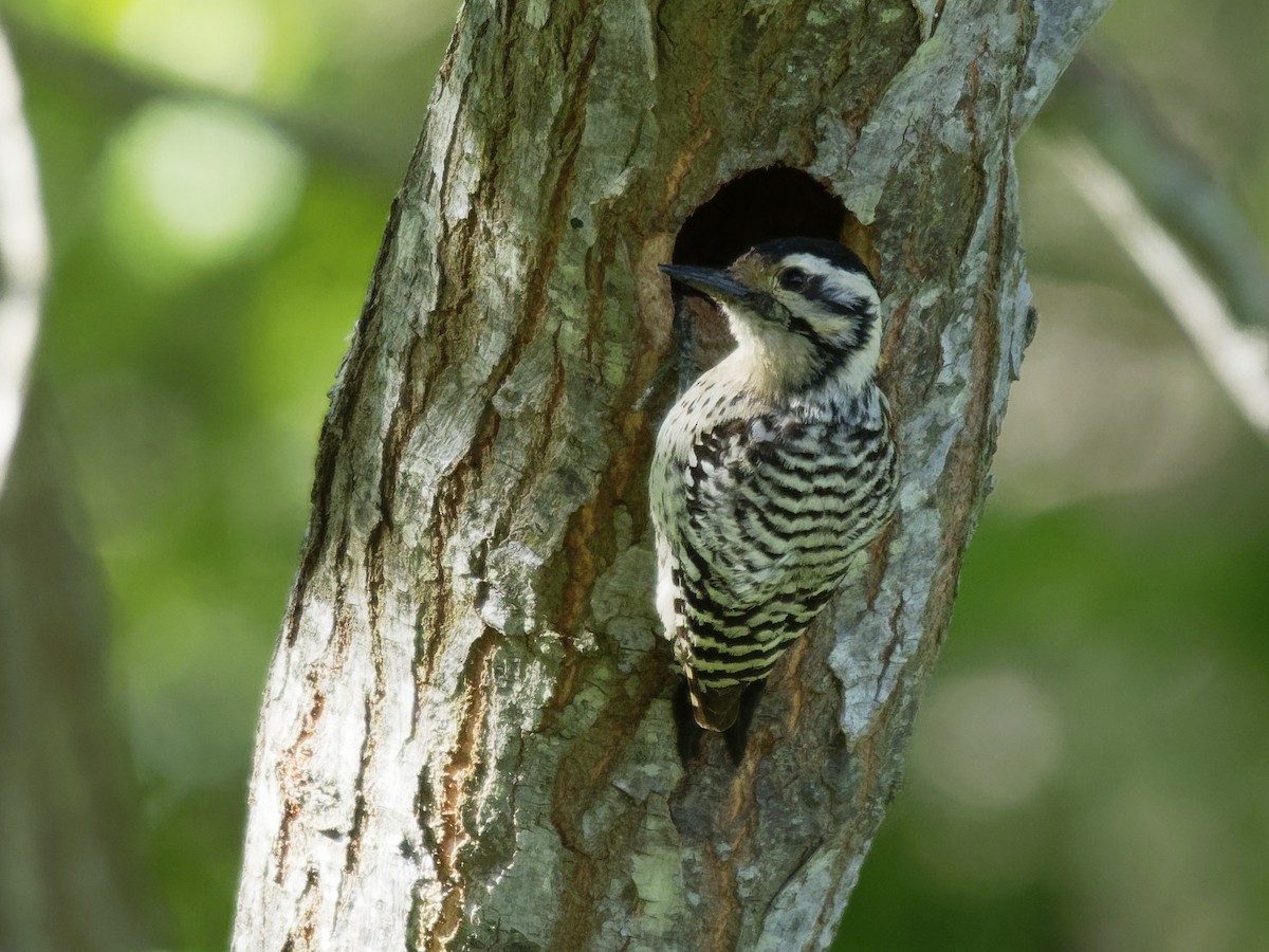 Ladder-backed Woodpecker - Dina Perry