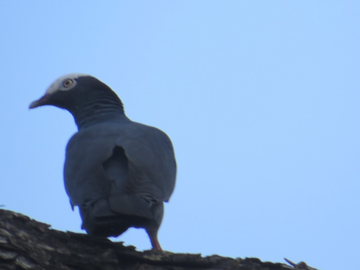 White-crowned Pigeon - ML152567921