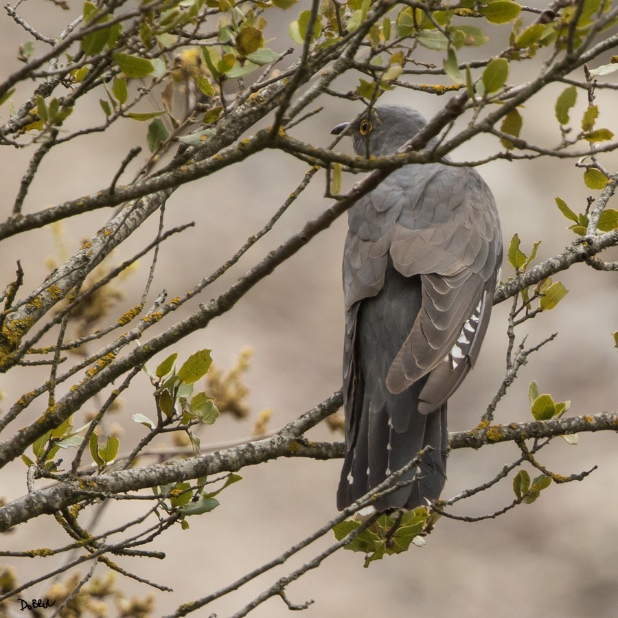 Common Cuckoo - Dobrin Botev