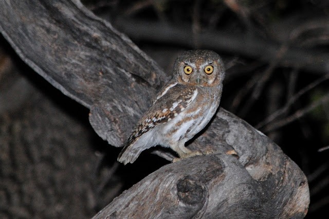 Elf Owl - Caleb Strand