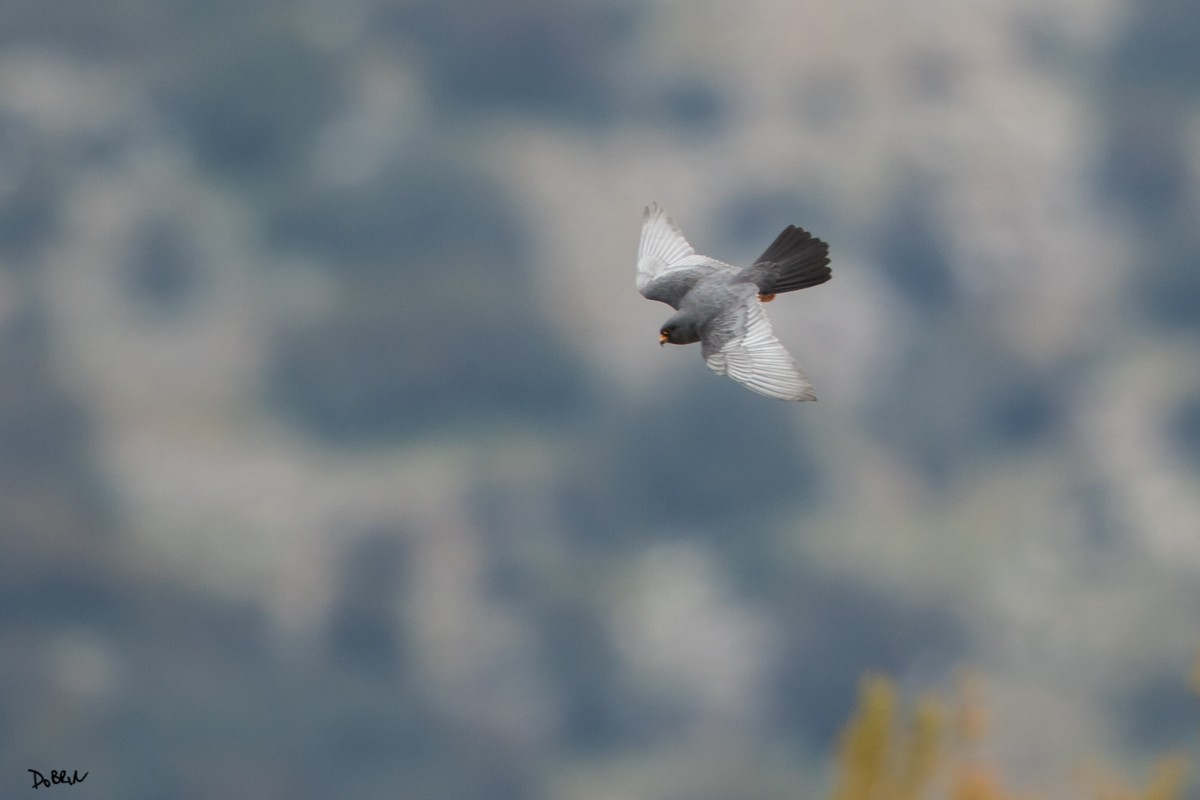 Red-footed Falcon - Dobrin Botev