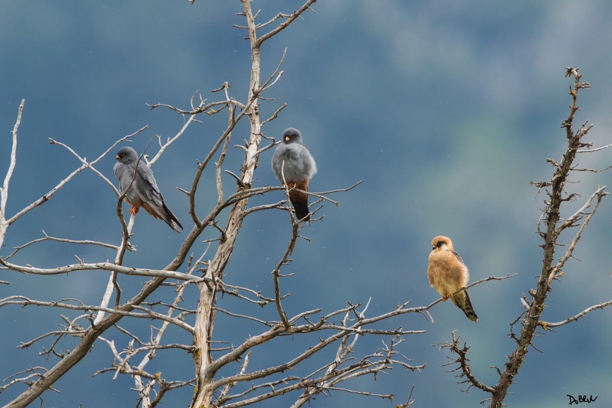 Red-footed Falcon - Dobrin Botev