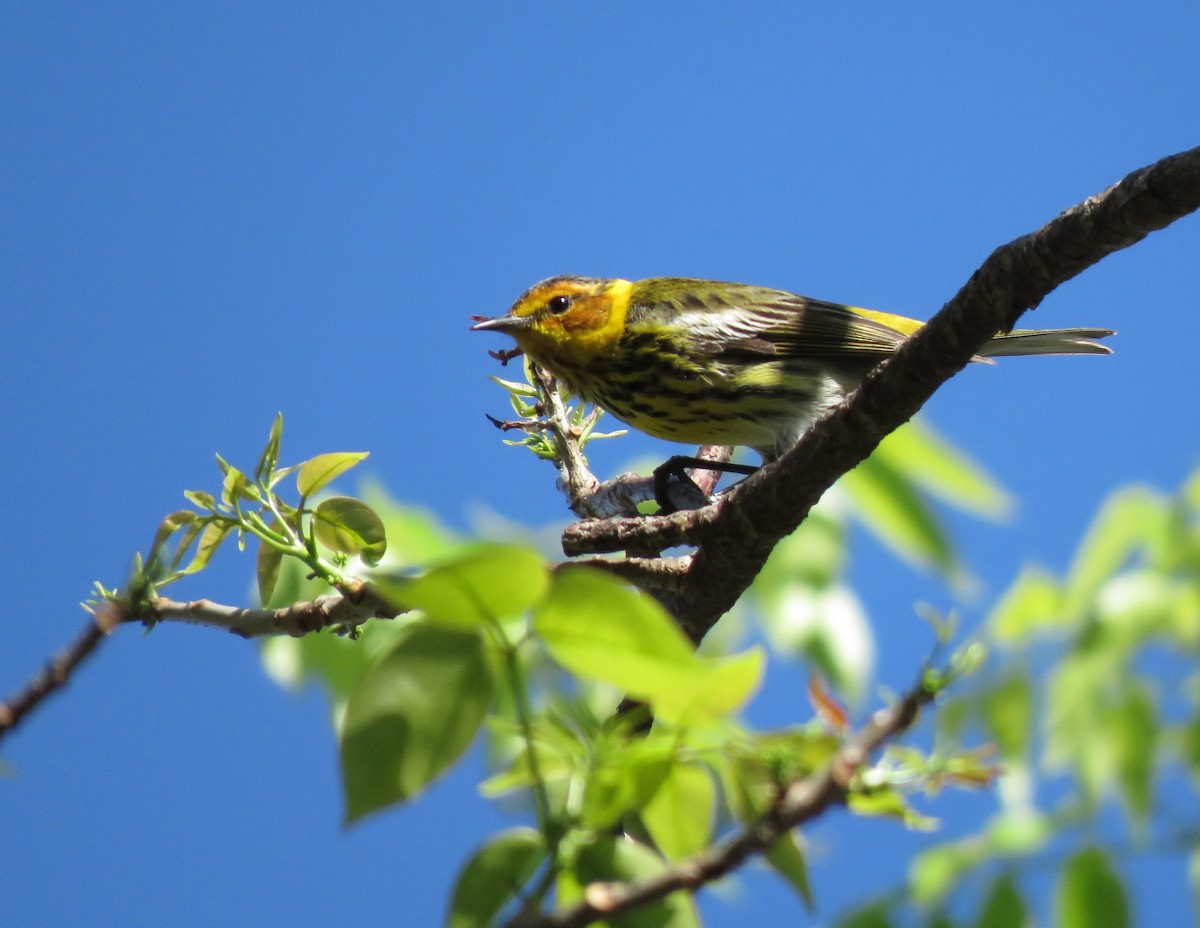 Cape May Warbler - ML152571191