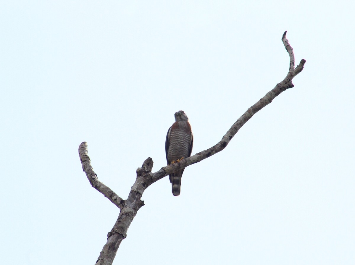 Double-toothed Kite - Gumercindo  Pimentel
