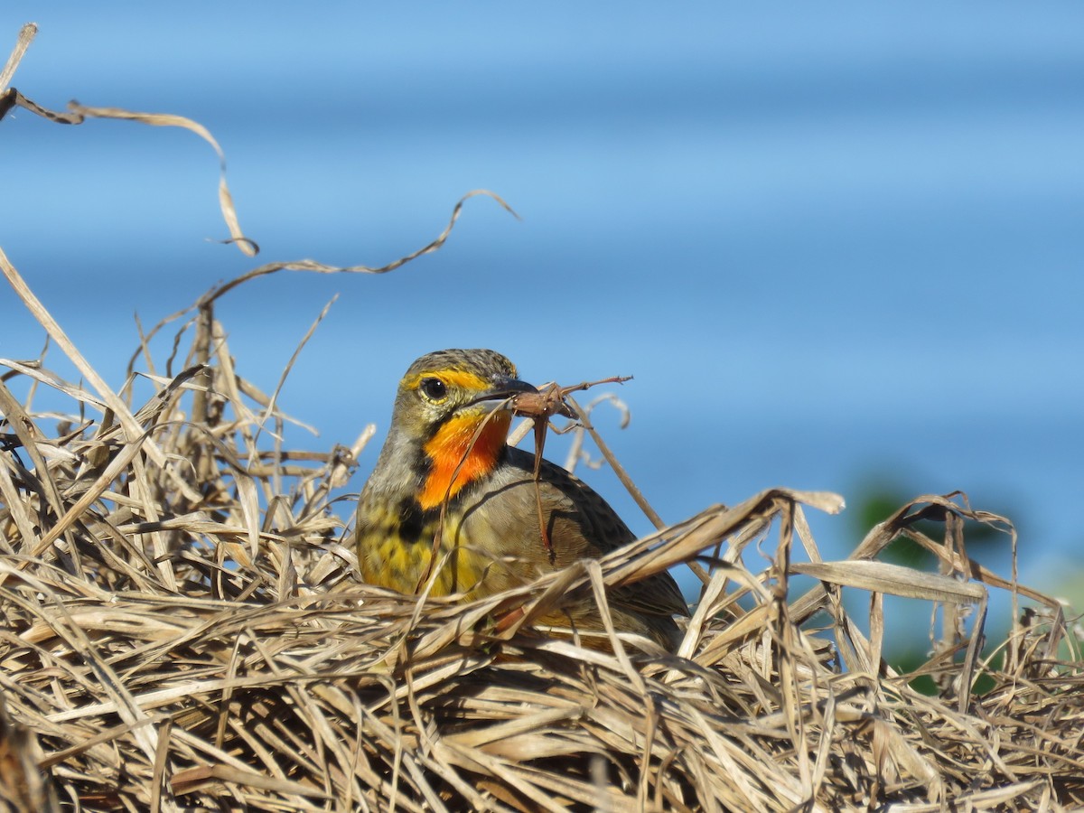 Orange-throated Longclaw - Nicholas Fordyce - Birding Africa