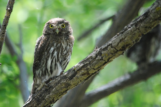 Northern Pygmy-Owl (Mountain) - Caleb Strand