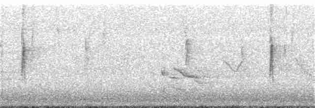 Пісняр-лісовик жовтогузий (підвид coronata x auduboni) - ML152575391
