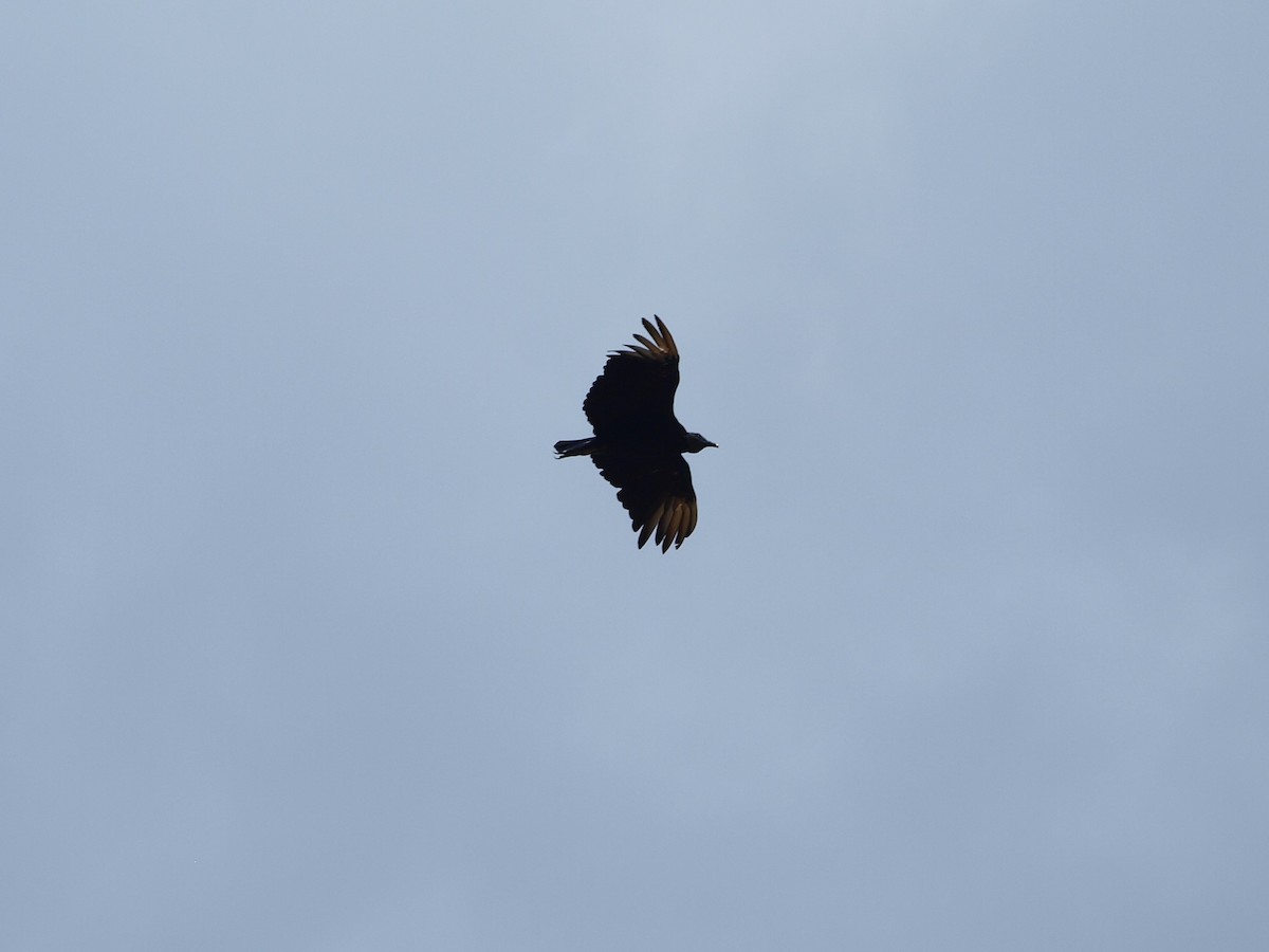 Black Vulture - Chantal Imbeault