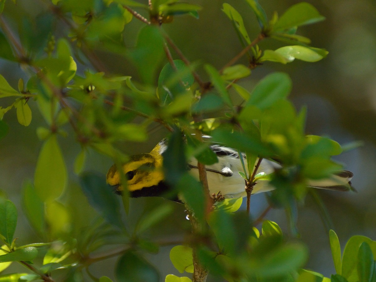 Black-throated Green Warbler - Bente Torvund