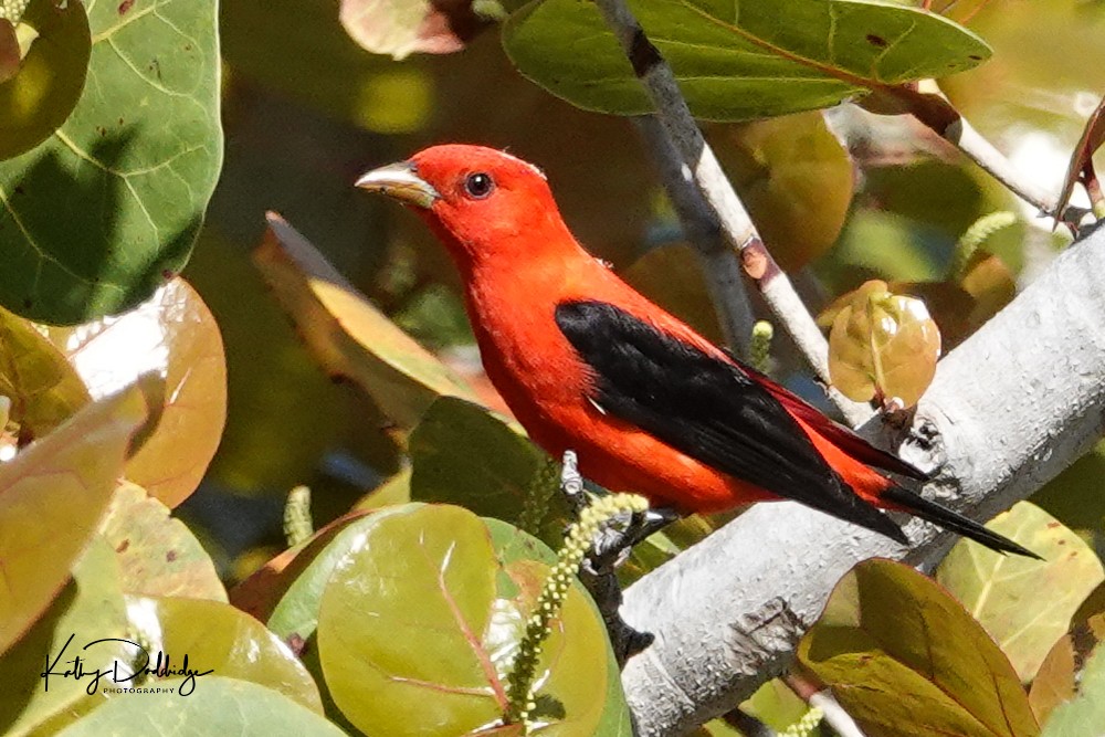 Scarlet Tanager - ML152576631