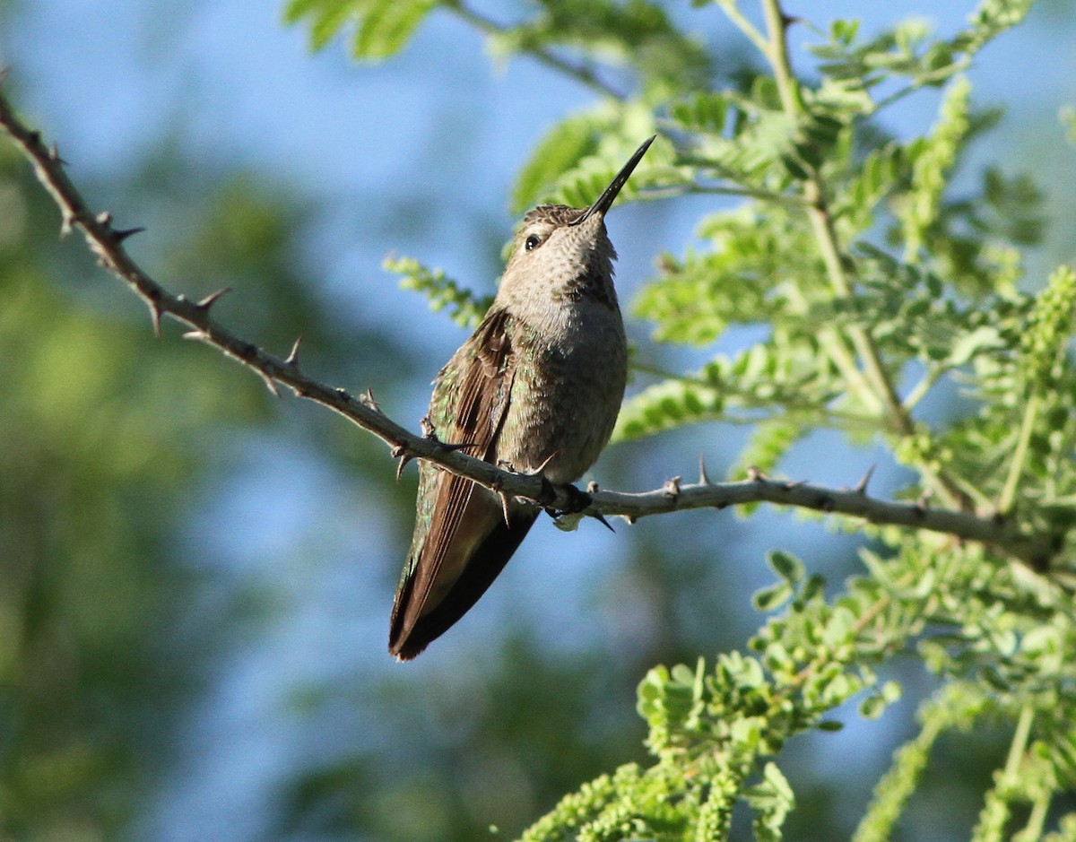 hummingbird sp. - Steven Glynn