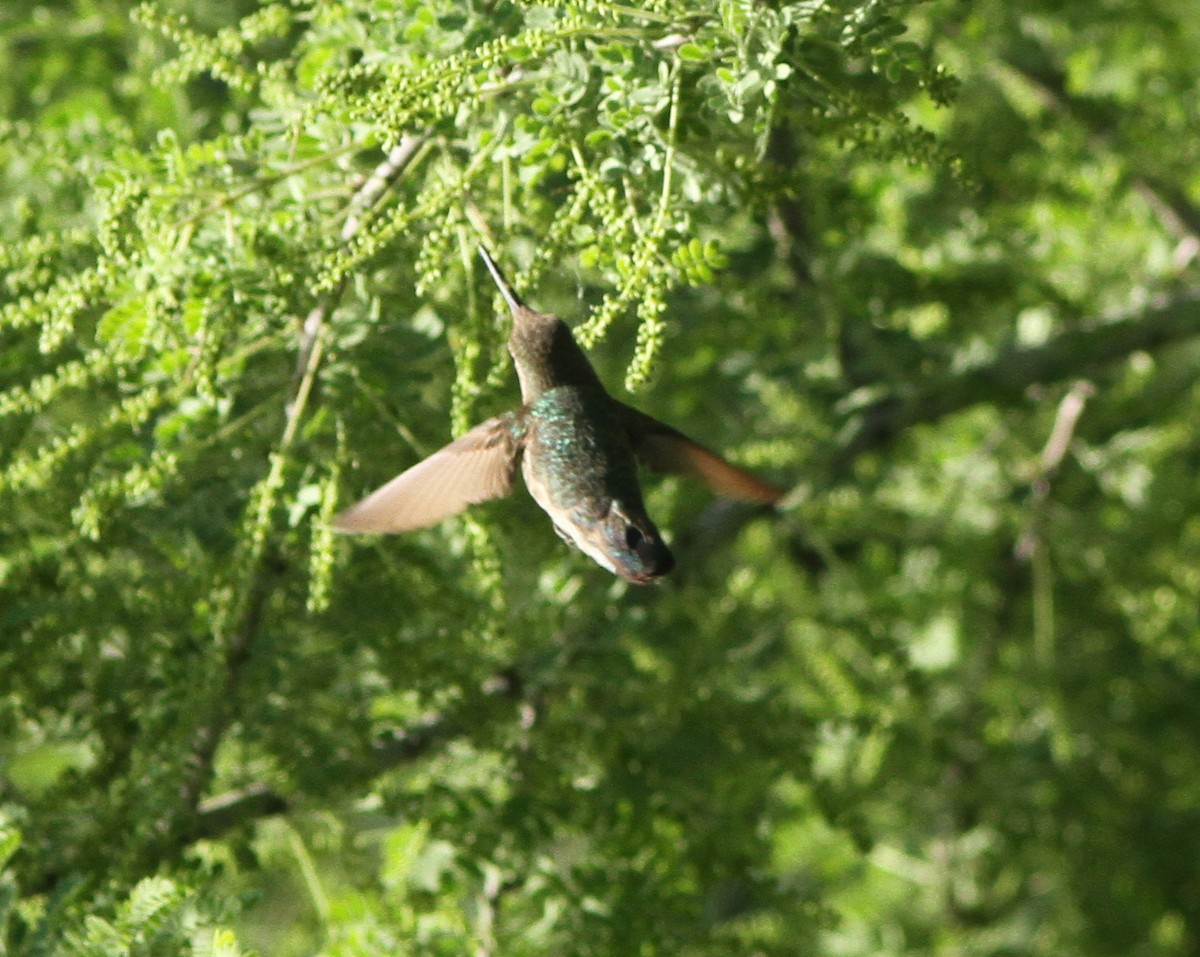 hummingbird sp. - Steven Glynn