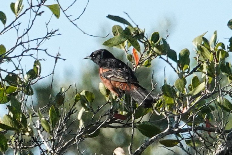 Orchard Oriole - ML152576971