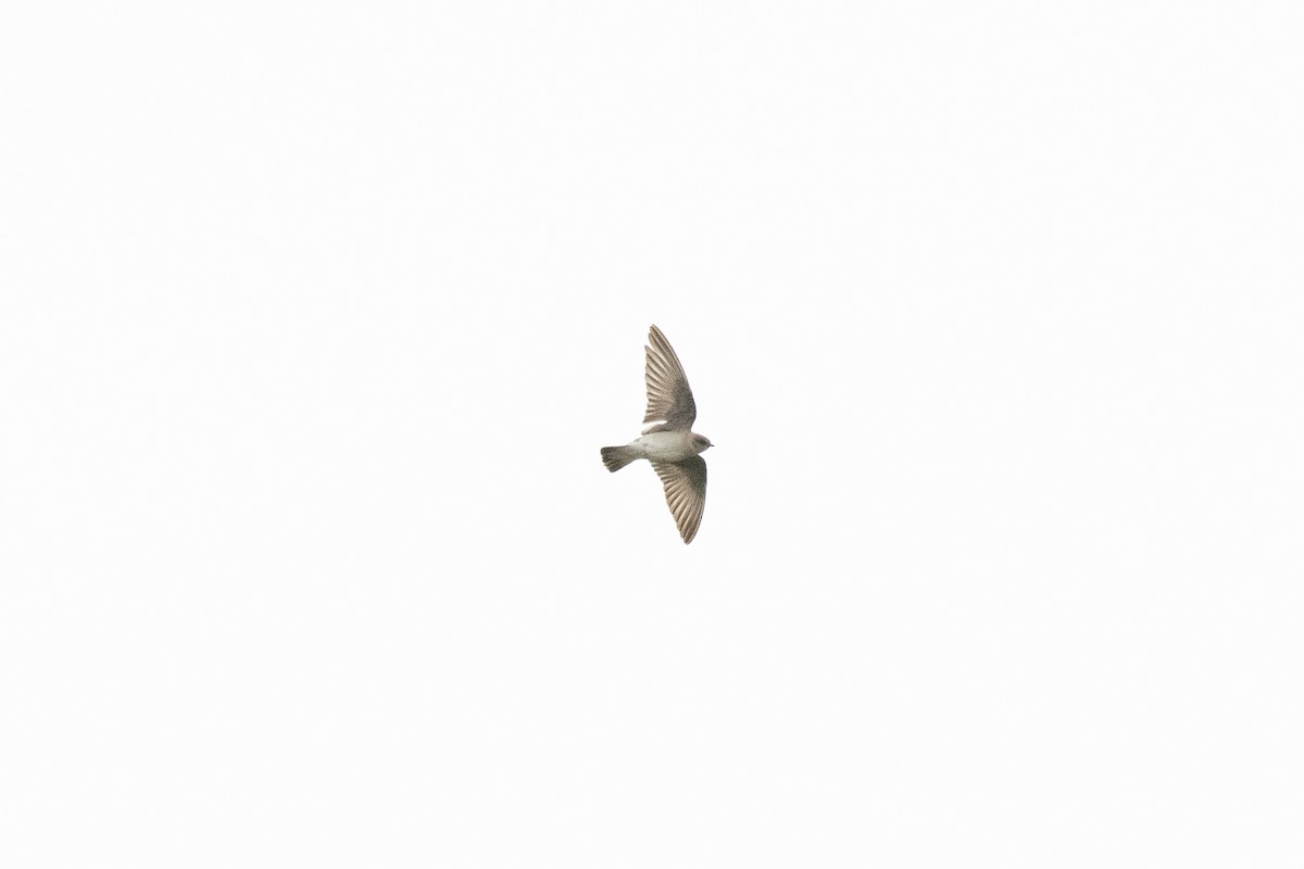 Northern Rough-winged Swallow - ML152577061