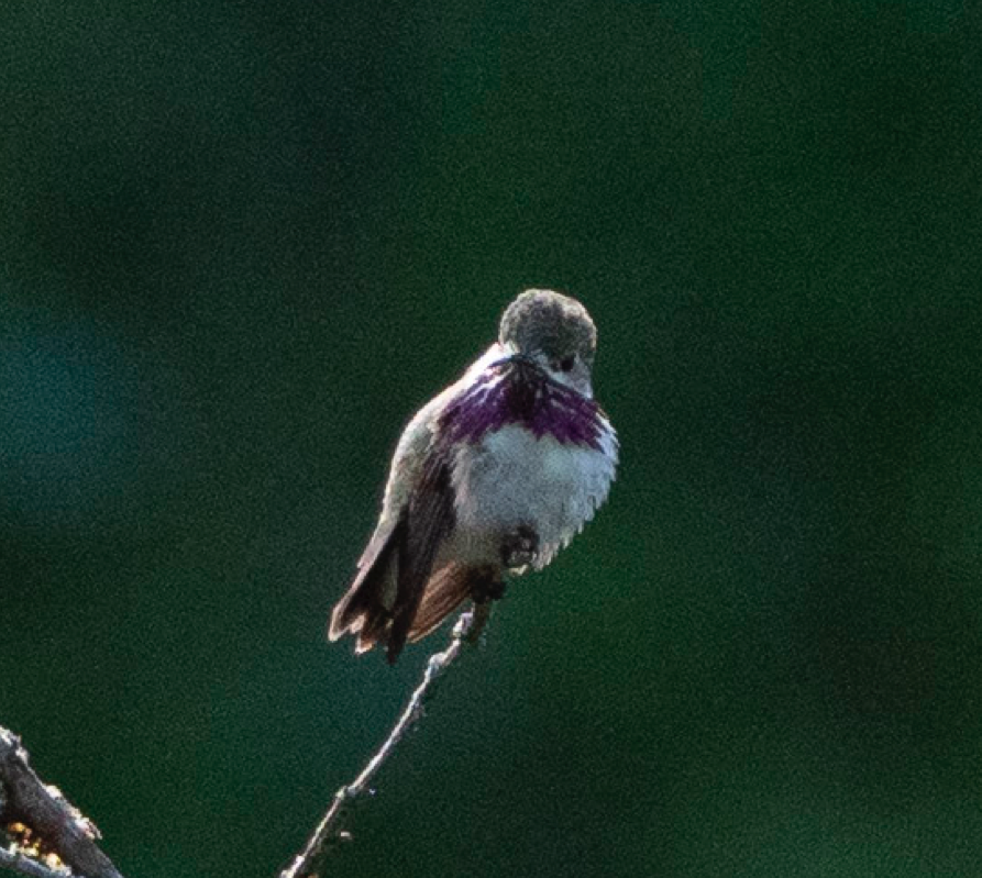 Calliope Hummingbird - Eric Goodill