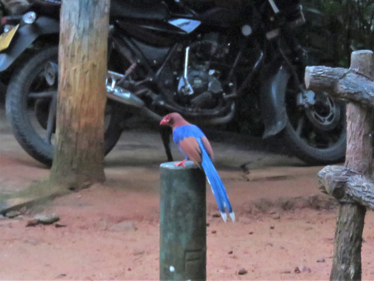 Sri Lanka Blue-Magpie - Bob Hargis