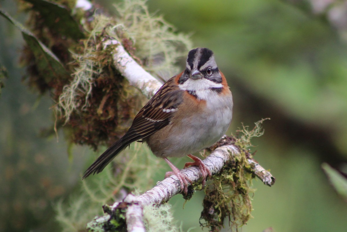 Rufous-collared Sparrow - David Weaver