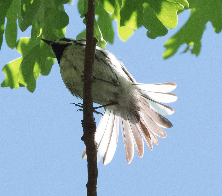 Black-throated Gray Warbler - Eric Goodill