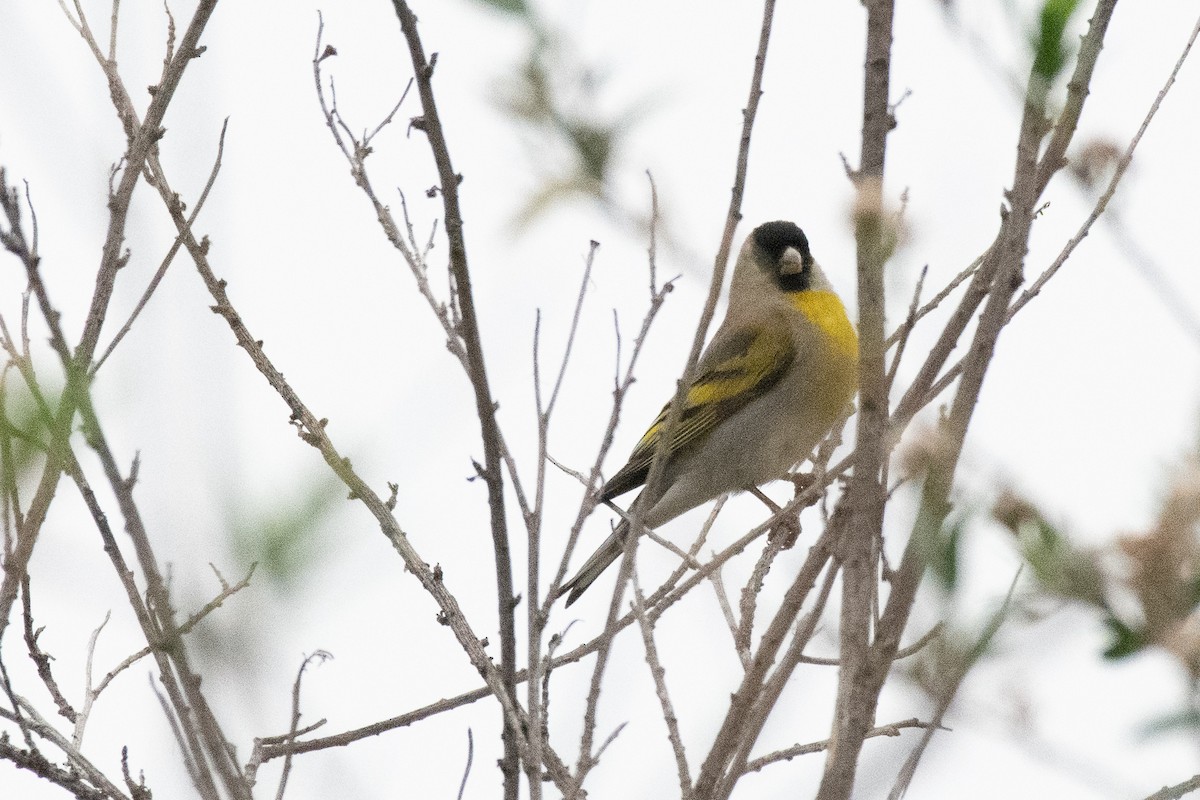 Lawrence's Goldfinch - ML152581921