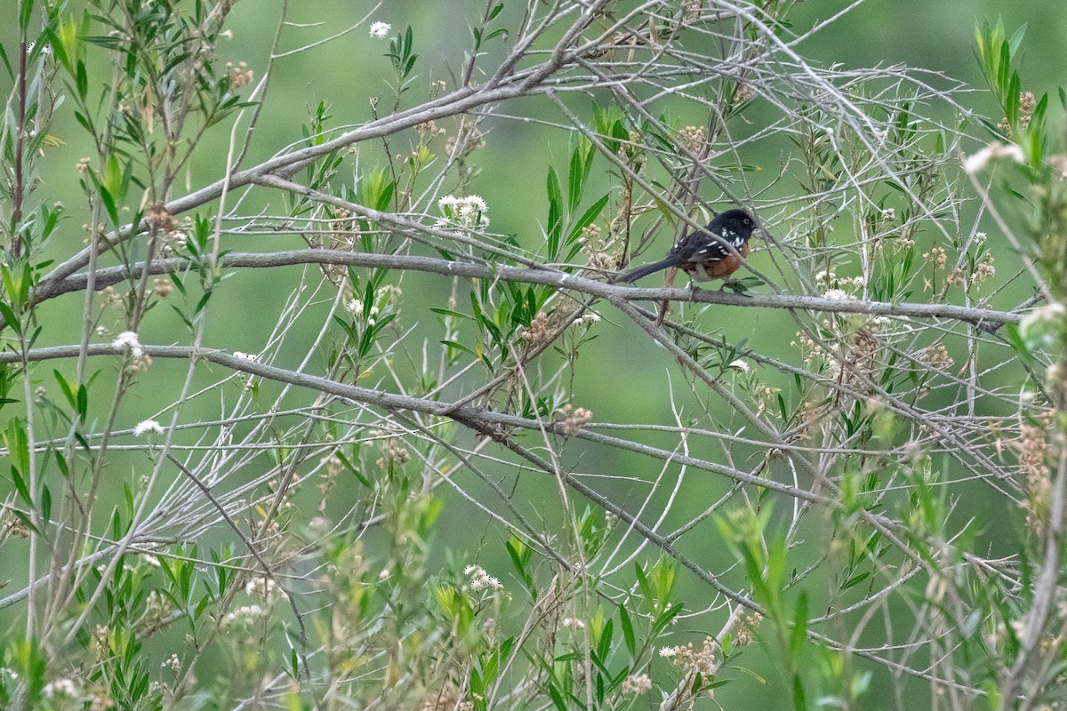 Spotted Towhee - ML152582651