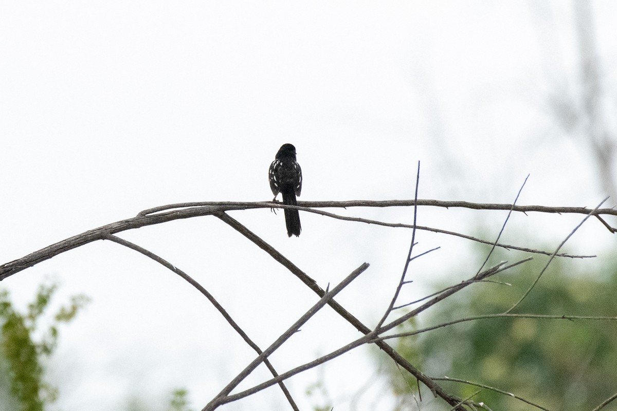 Spotted Towhee - ML152582951