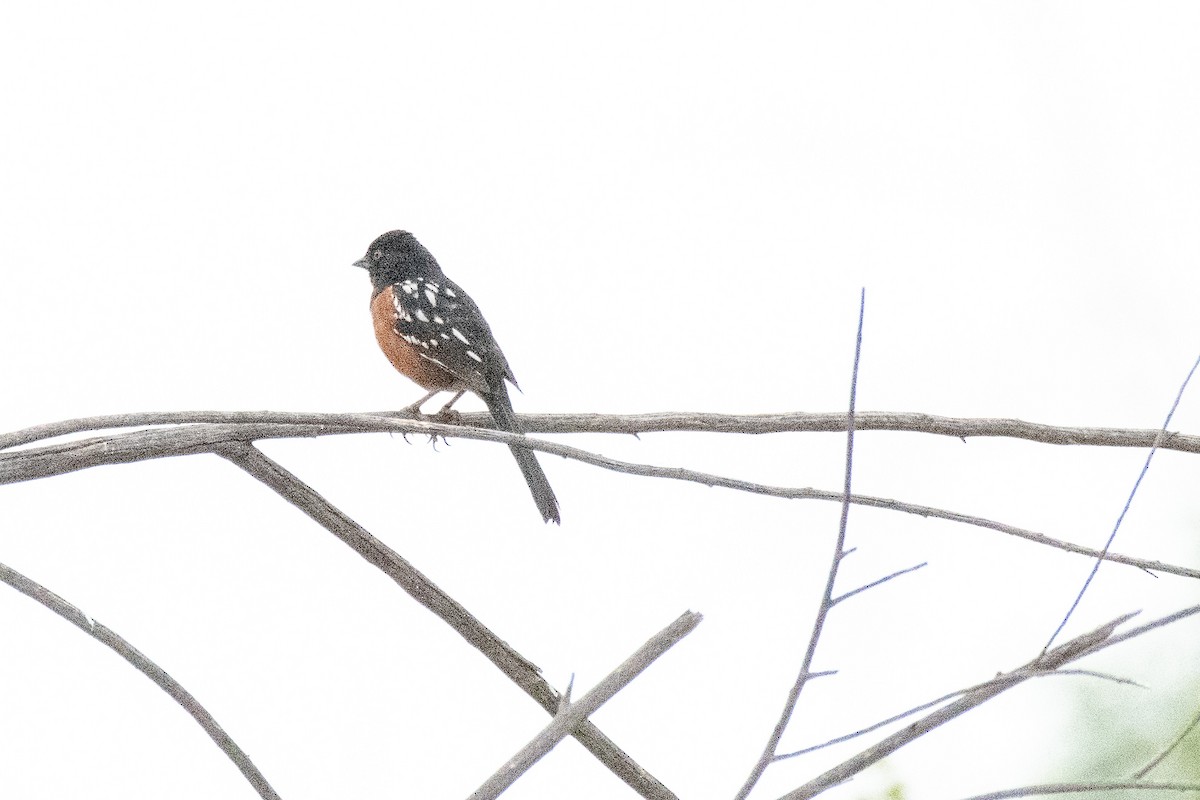 Spotted Towhee - ML152582981