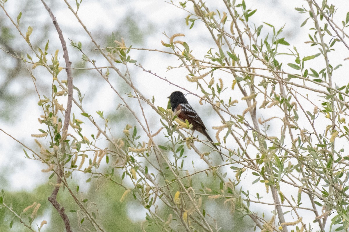 Spotted Towhee - ML152583021