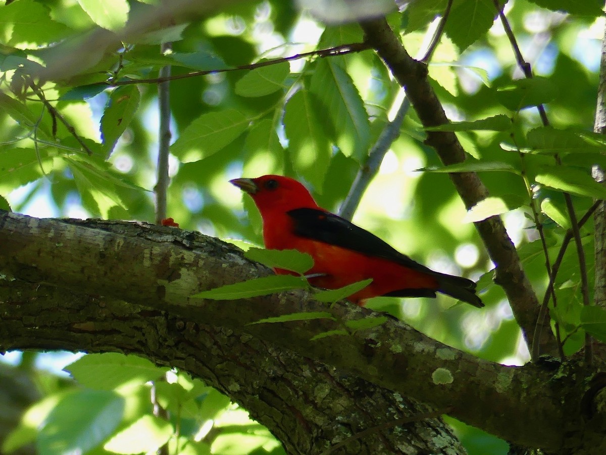 Scarlet Tanager - Cindy Olson