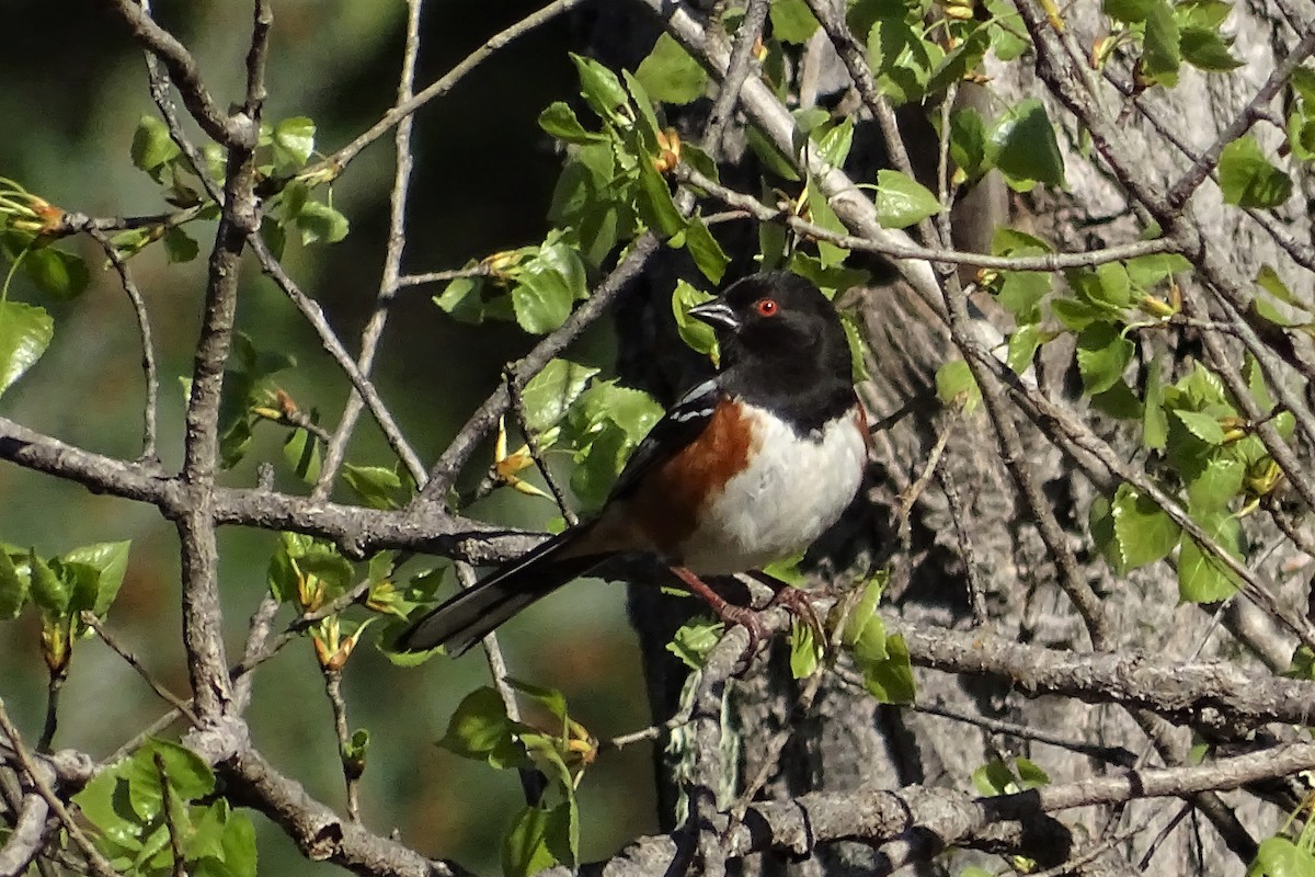 Spotted Towhee - Diane Rose