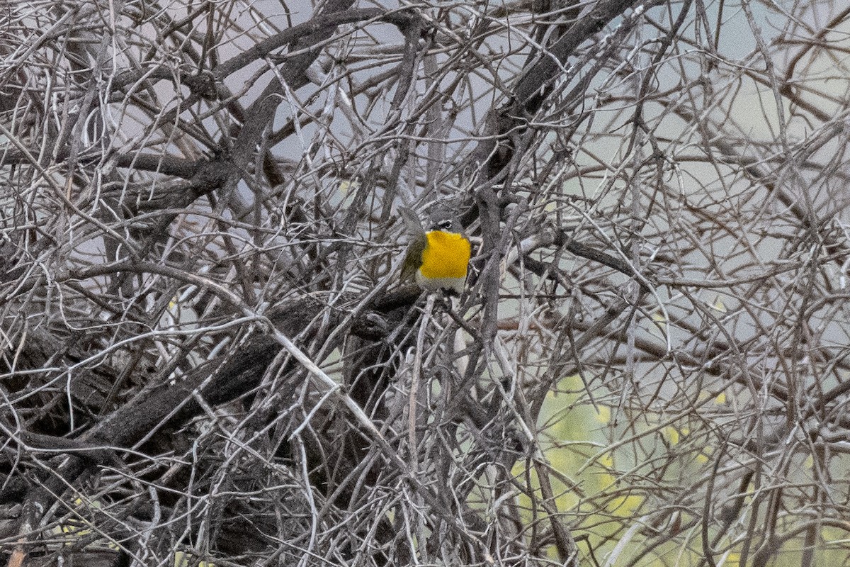 Yellow-breasted Chat - ML152583871