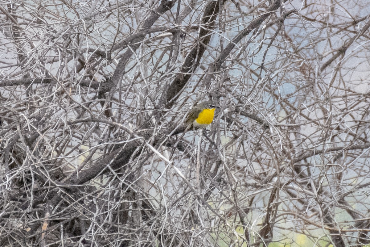 Yellow-breasted Chat - ML152583891