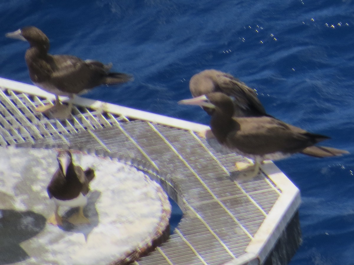 Brown Booby - ML152584301