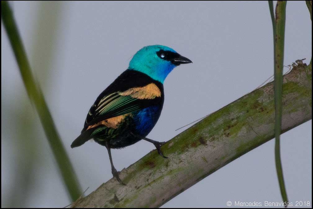 Blue-necked Tanager - ML152585421