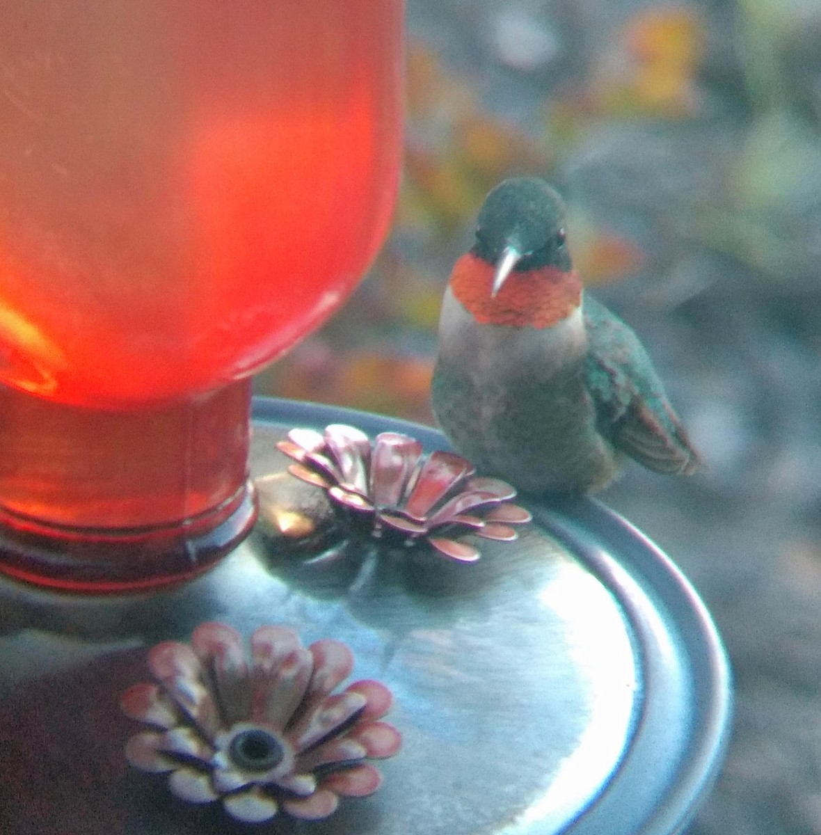 Ruby-throated Hummingbird - ML152586111
